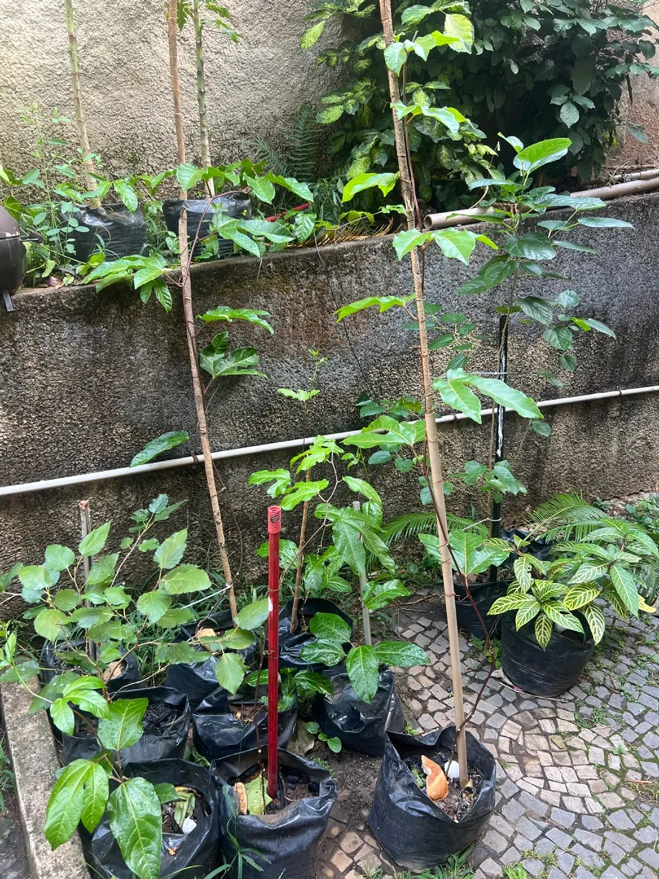 Mudas de Maracujá com 2 metros em pré floração