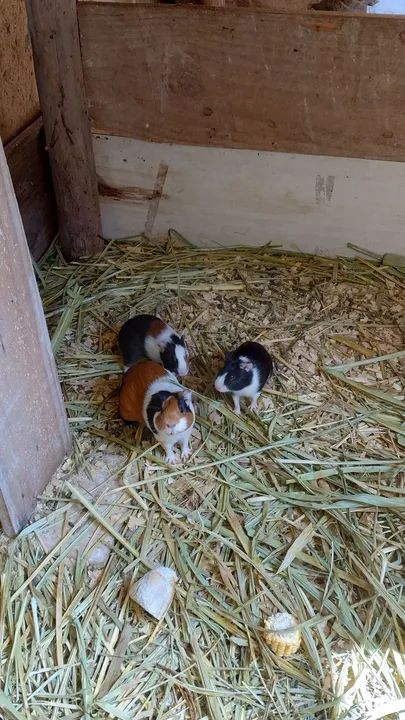 Porquinho da índia  - Foto 2