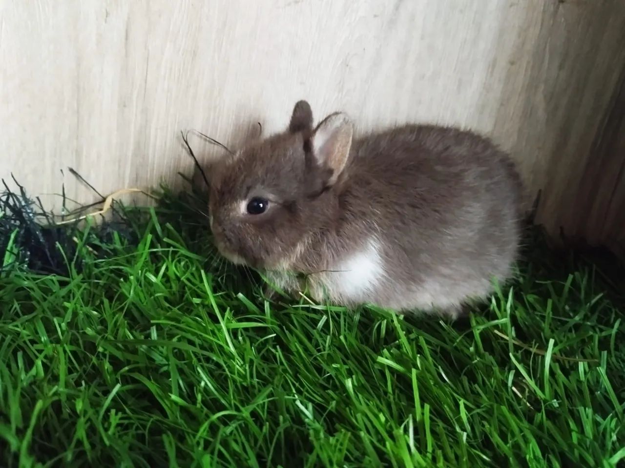 Coelhinho bebê, peludo e fofinho! - Foto 2