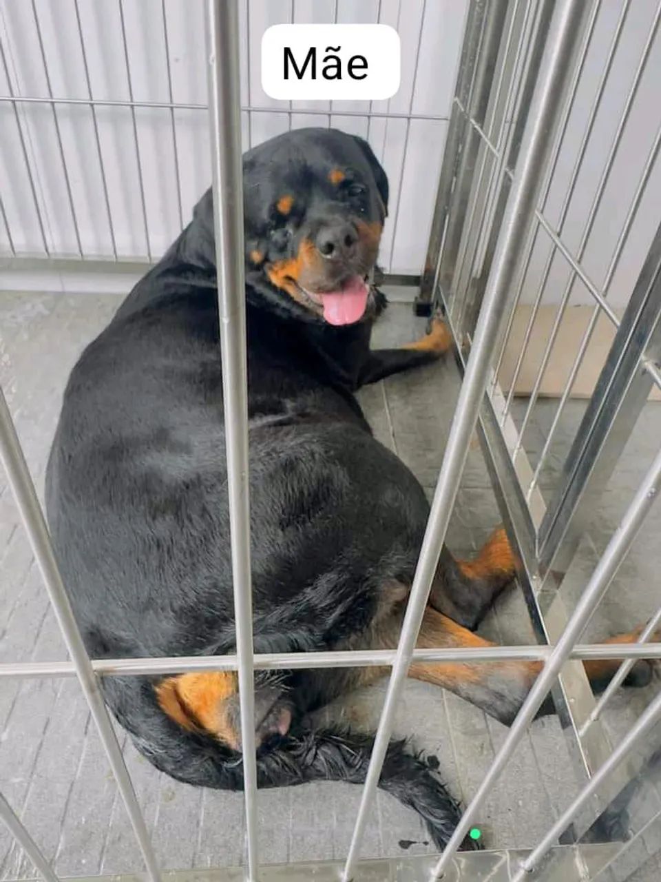 Filhote de Rottweiler 600