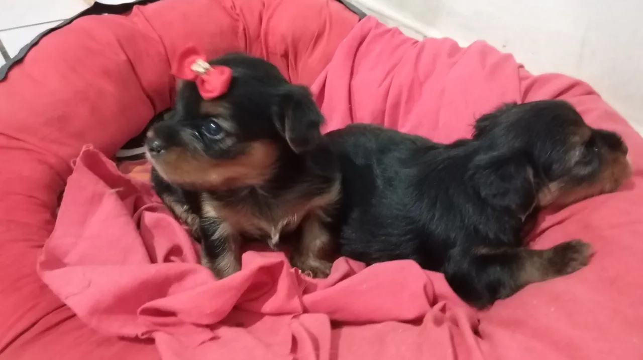 Yorkshire Terrier Filhotes
