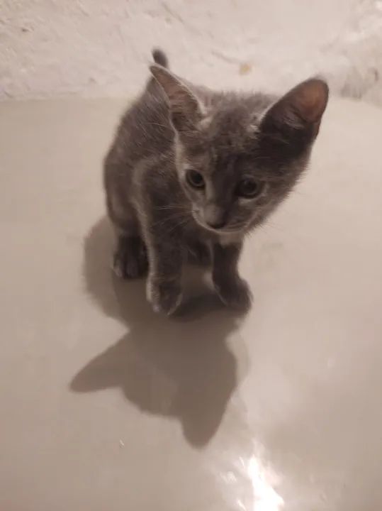 Gatinha cinza pra adoção, se estiver interessado me contate  - Foto 2