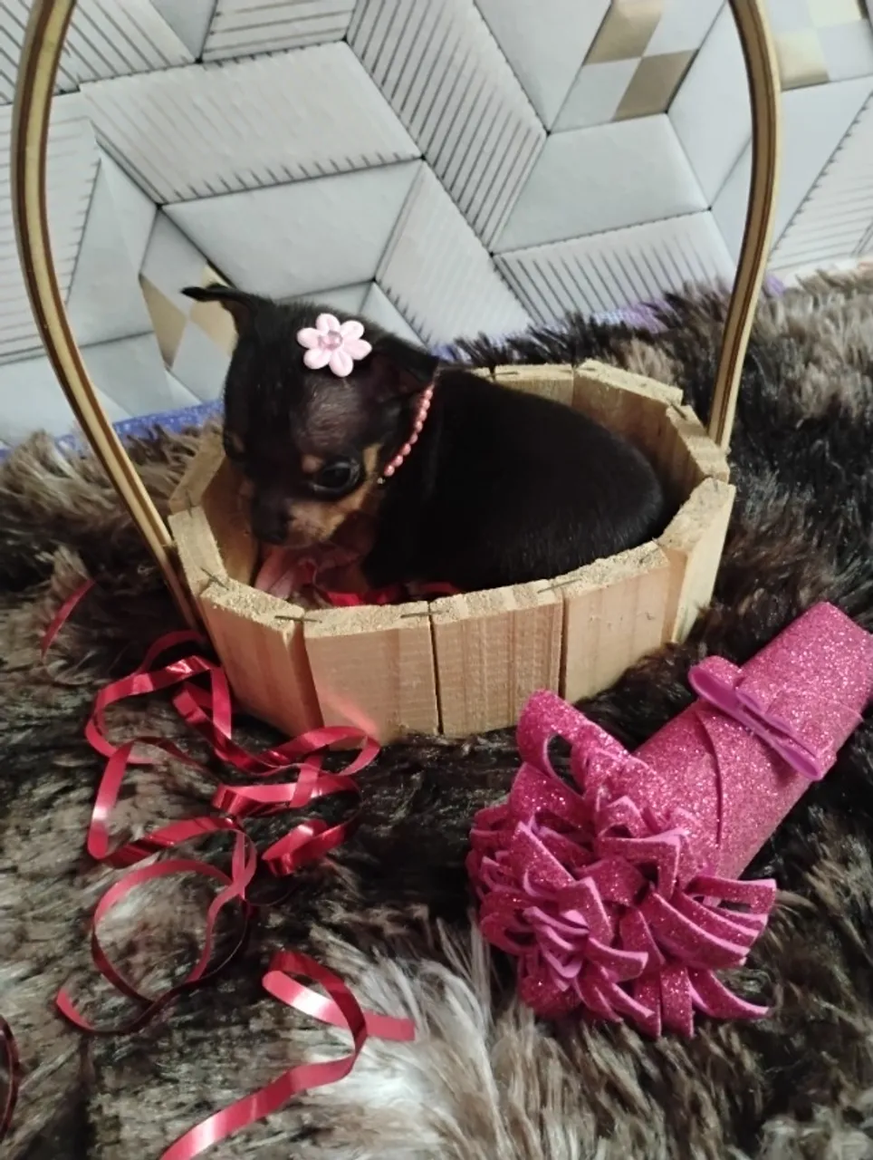 Pinscher