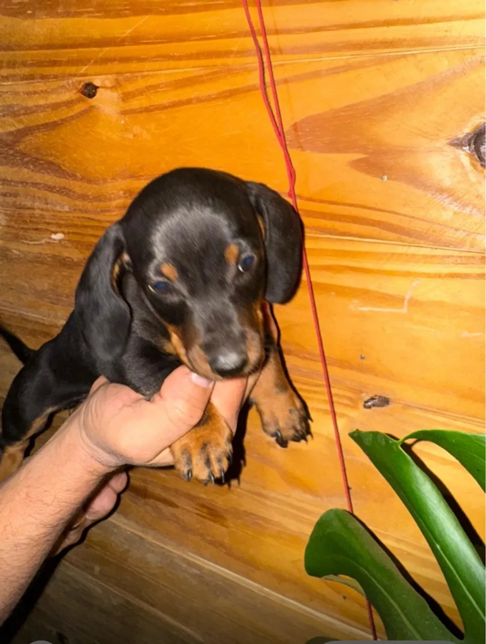 Filhote de Teckel (Salsicha) Macho