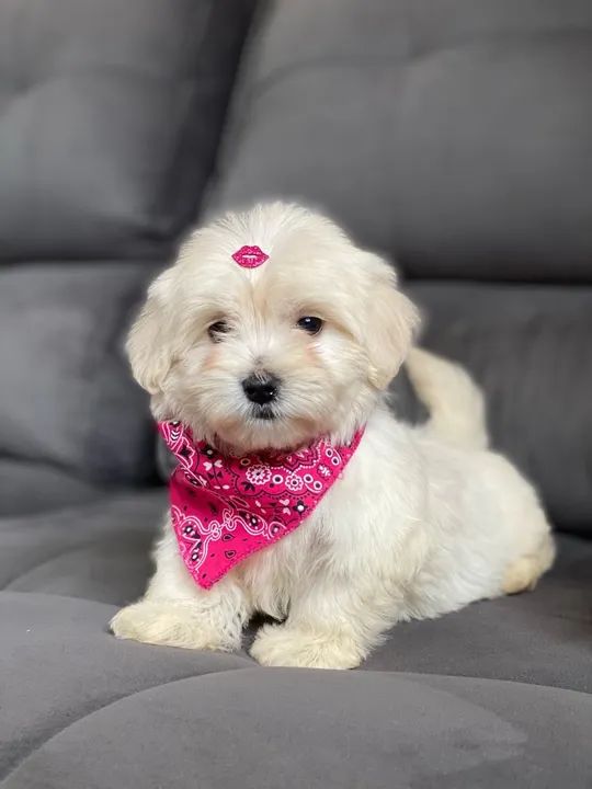 Filhote de Maltês FÊMEA  - Foto 4