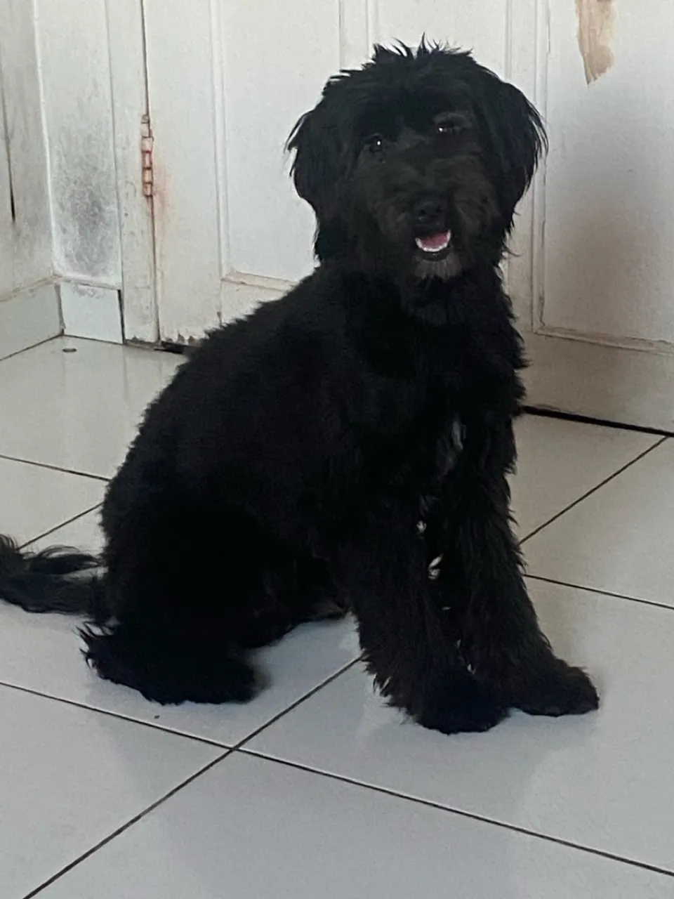 Filhote de Schnauzer adorável e brincalhão Pra Doação 