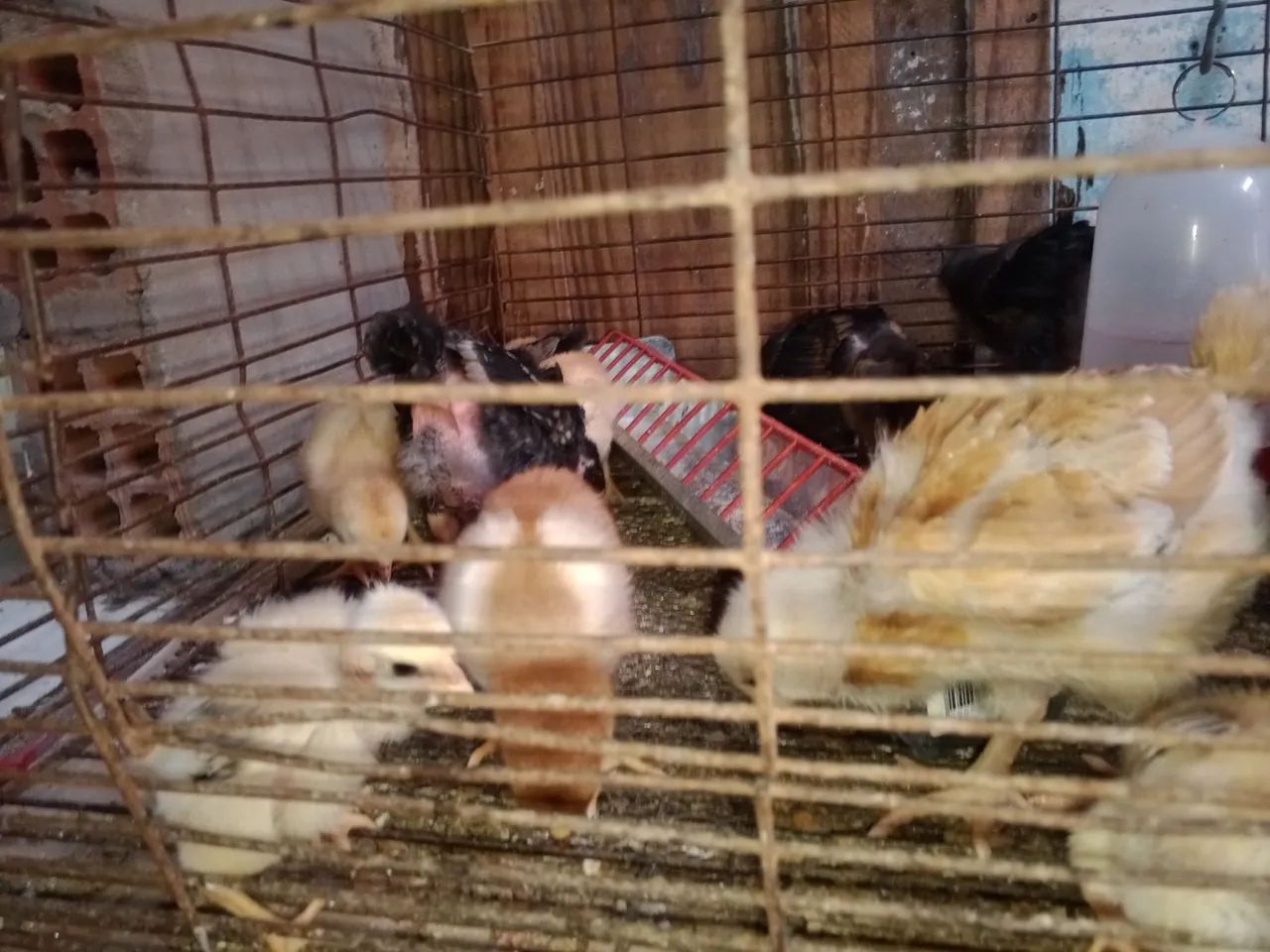 Lote de pintos  - Foto 2