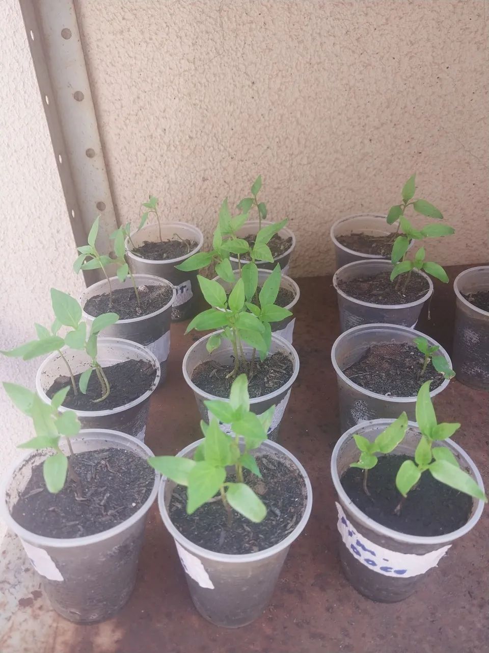 Vende-se hortaliças 64313659654787120