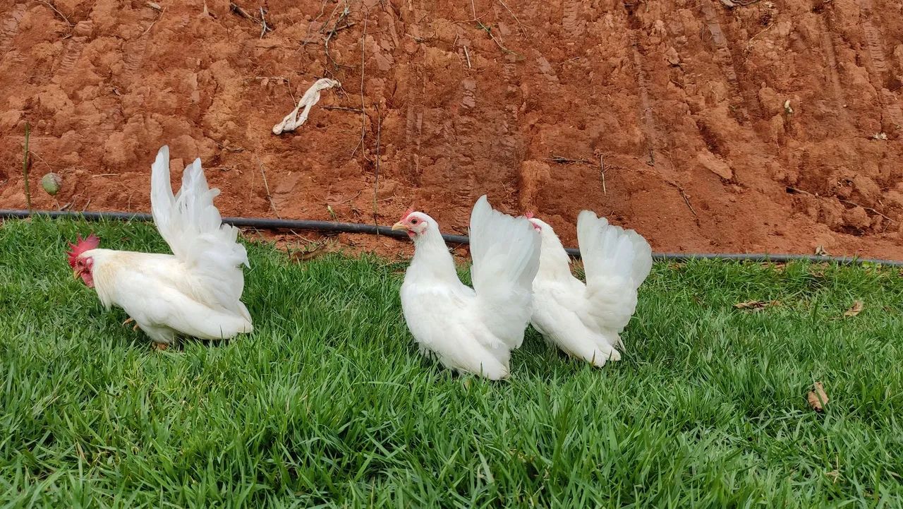 Vendo terno de garnisés Nagasaki  - Foto 2