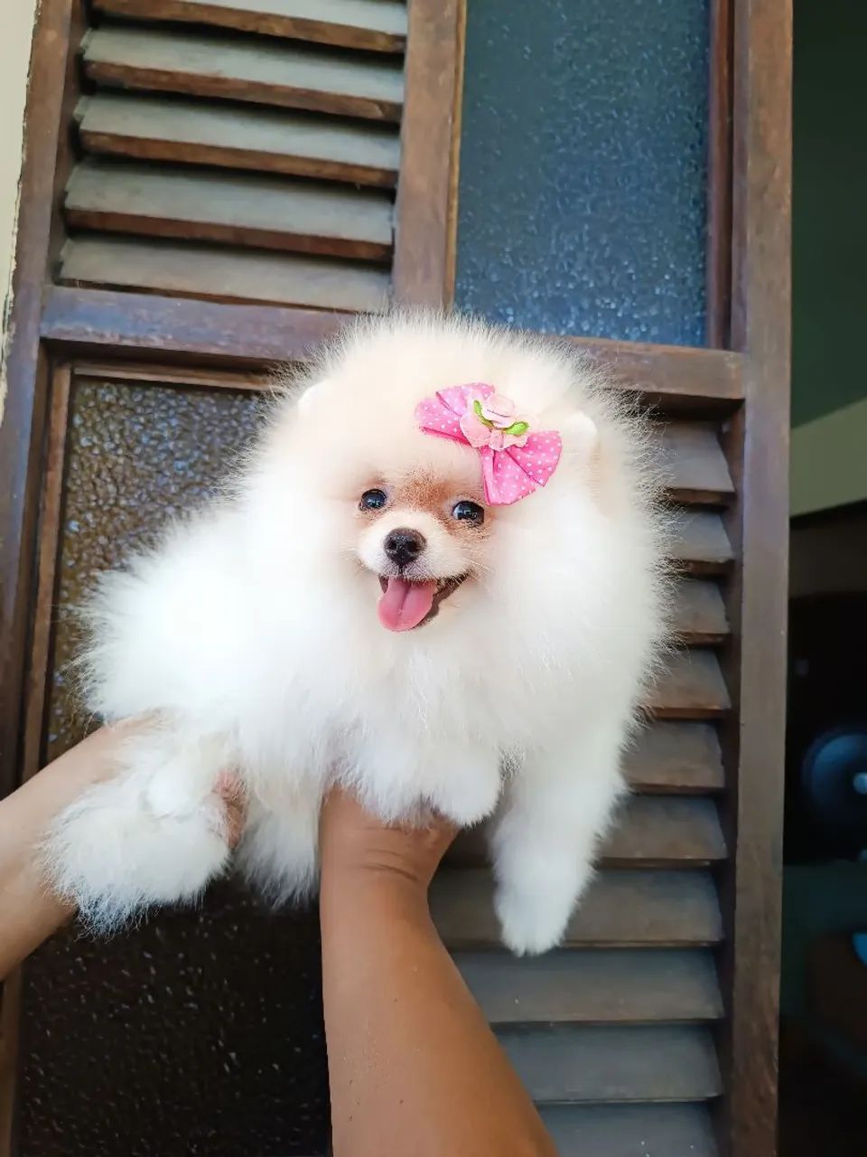 Linda Spitz  - Foto 5