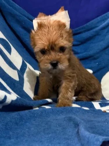 Yorkshire micro vacinados macho  - Foto 2