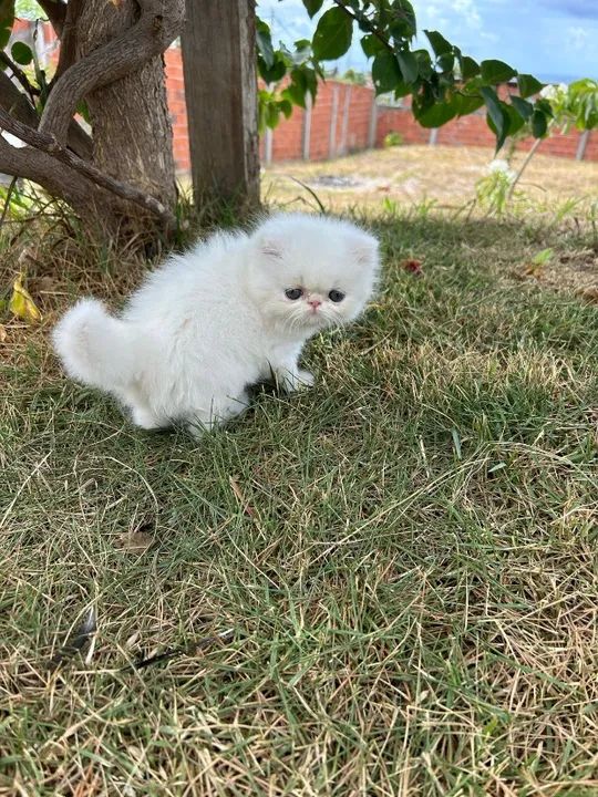 Gatos Persa, vacinados e vermifugados - Foto 4