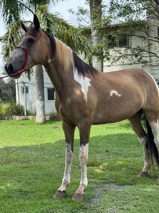 Egua Pampa Marcha Picada Genuina  - Foto 4