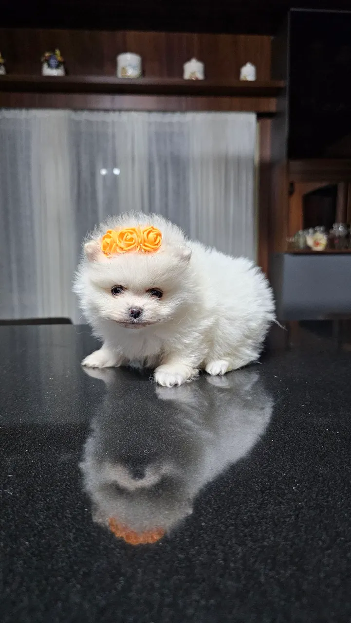 Lulu da Pomerânia Fêmea anã. Alto padrão genético