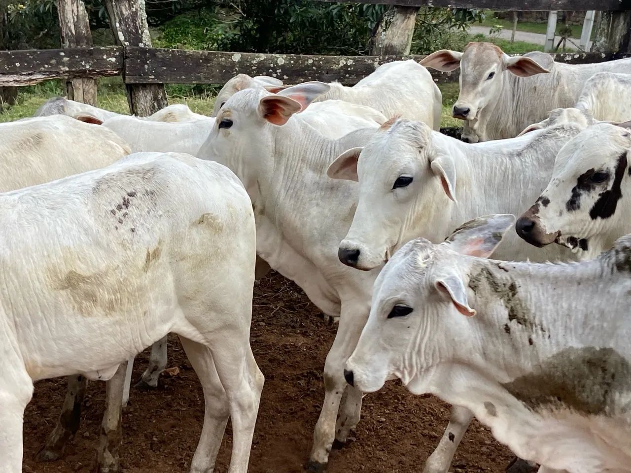 Bezerros Nelore para Cria e Recria - Foto 5