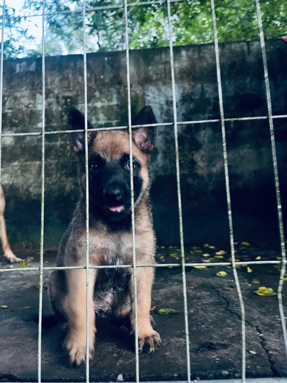 Pastor Belga Malinois