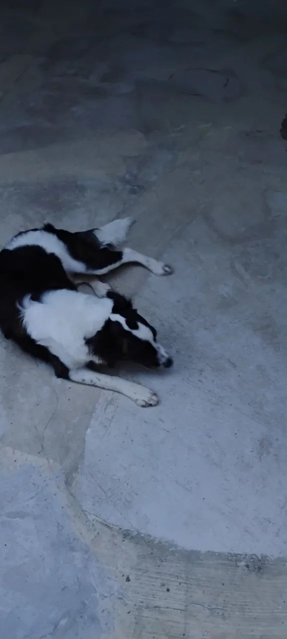 Cachorro 