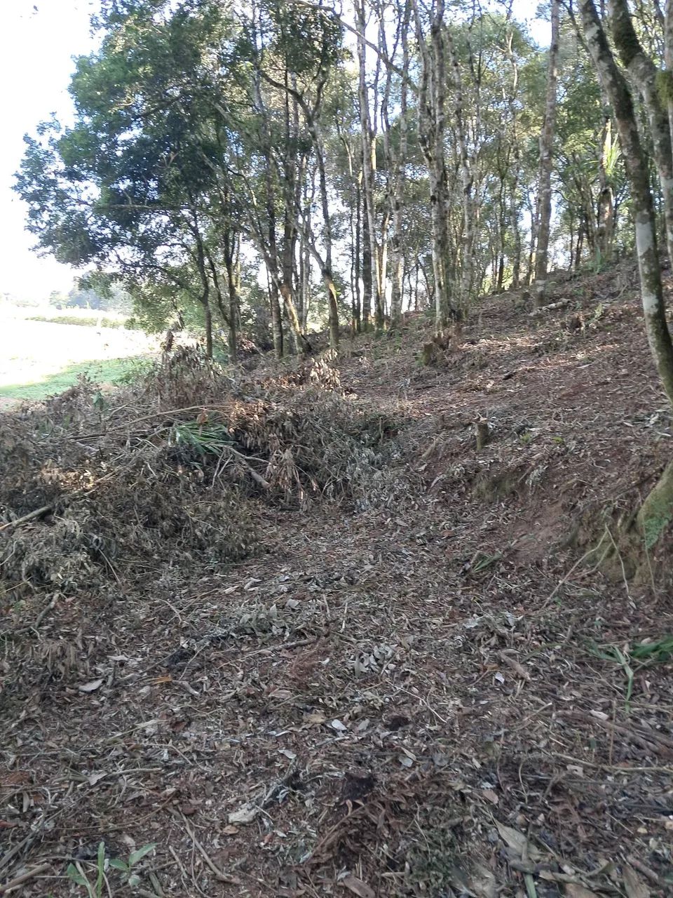 Roçada curitiba e regiao - Foto 3