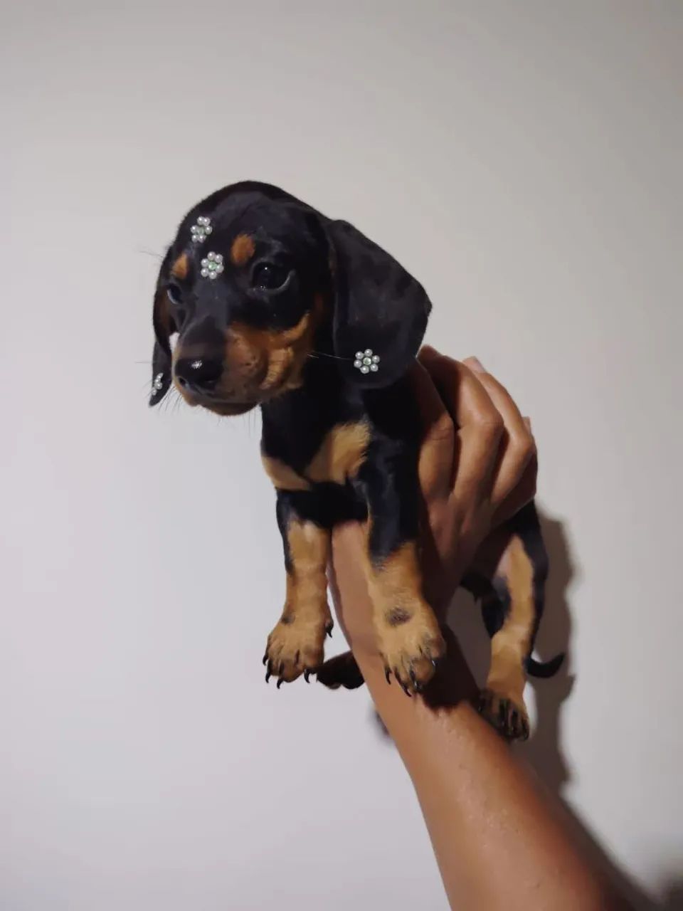 Teckel salsicha dashchund femea micro e padrão cofap - Foto 2