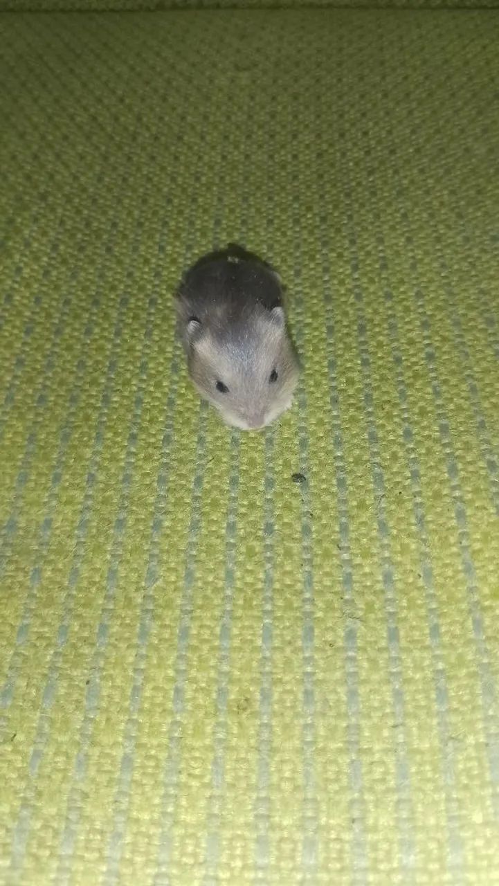 Hamster 