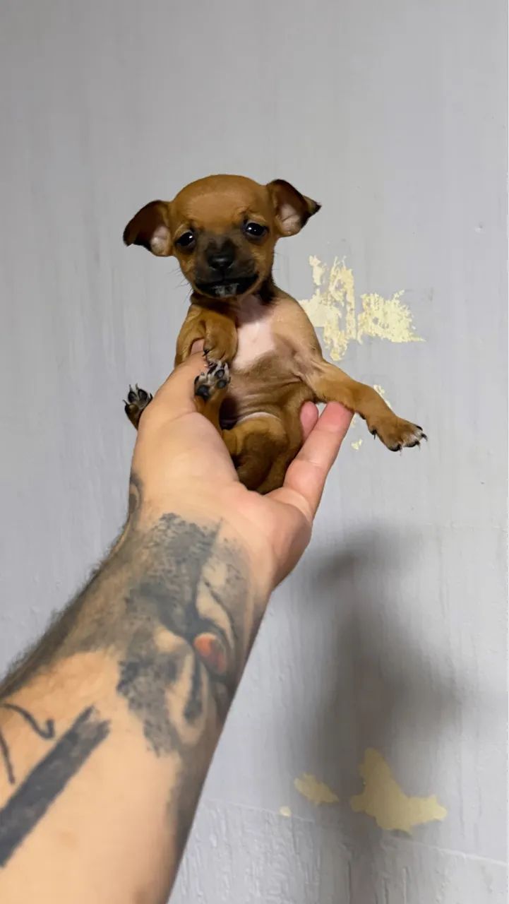 Pinscher machos miniatura  - Foto 5