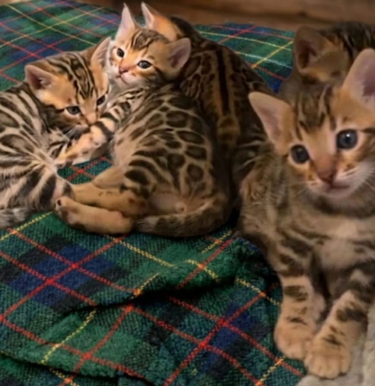 Gatos bengal legítimos  - Foto 2