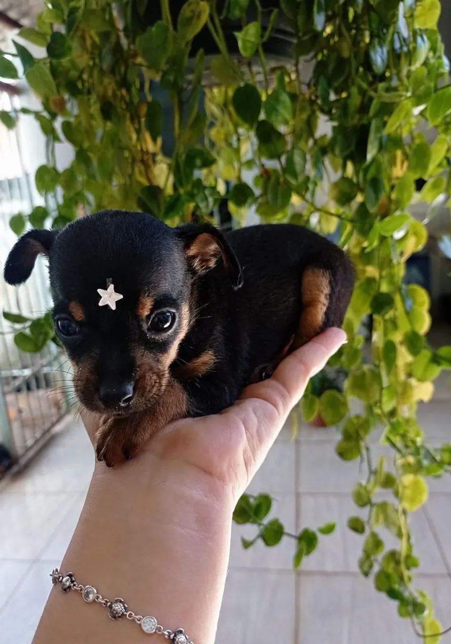 Pinscher  - Foto 2
