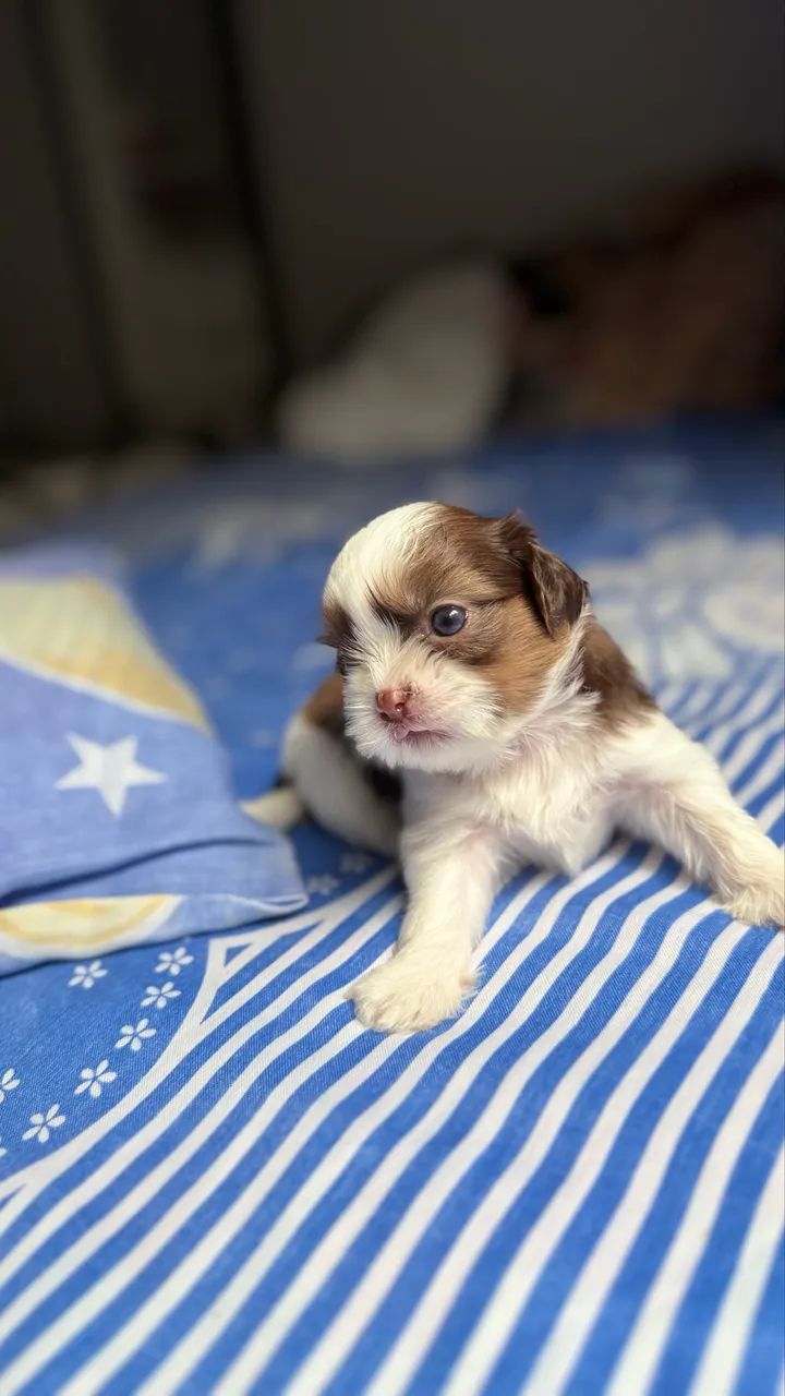 Vendo macho shitzu