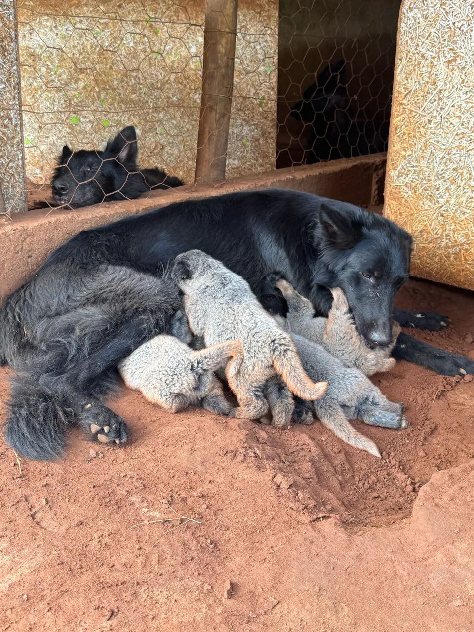 Filhotes pastor belga Groenendael e Tervueren com pedigree  - Foto 5
