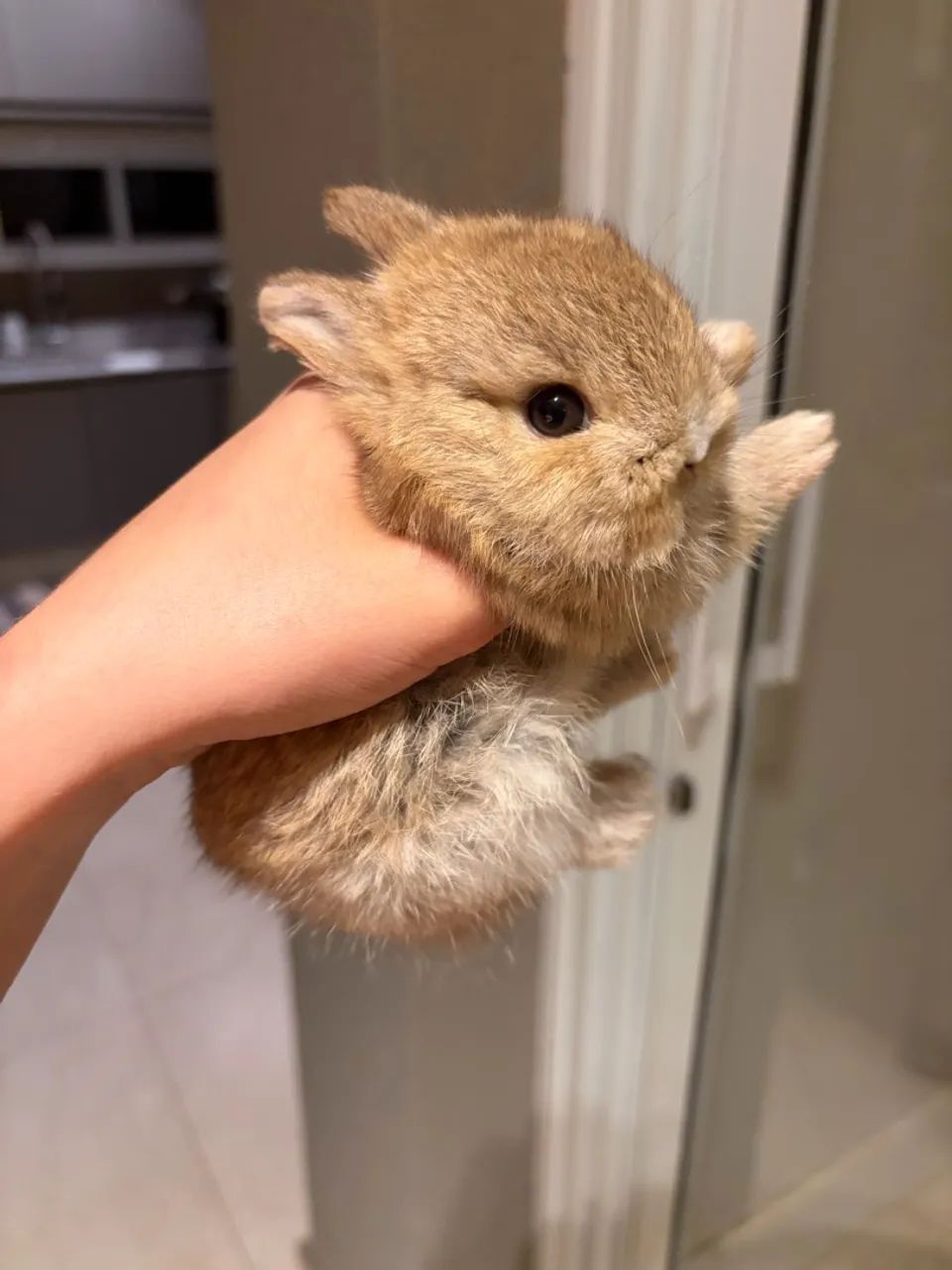 Coelho Netherland Dwarf mini - Foto 2