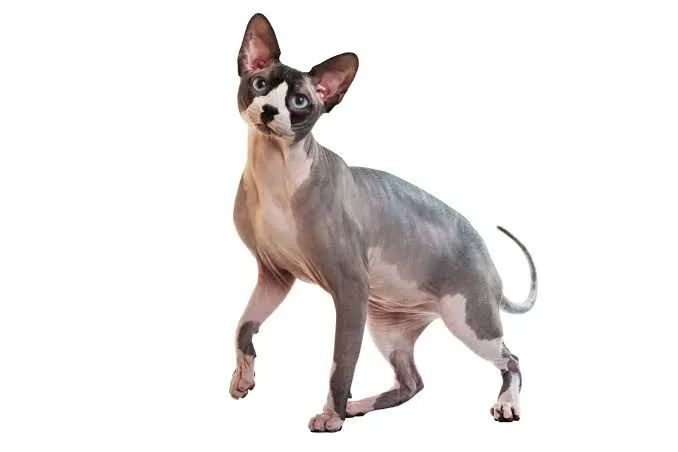 Sphynx