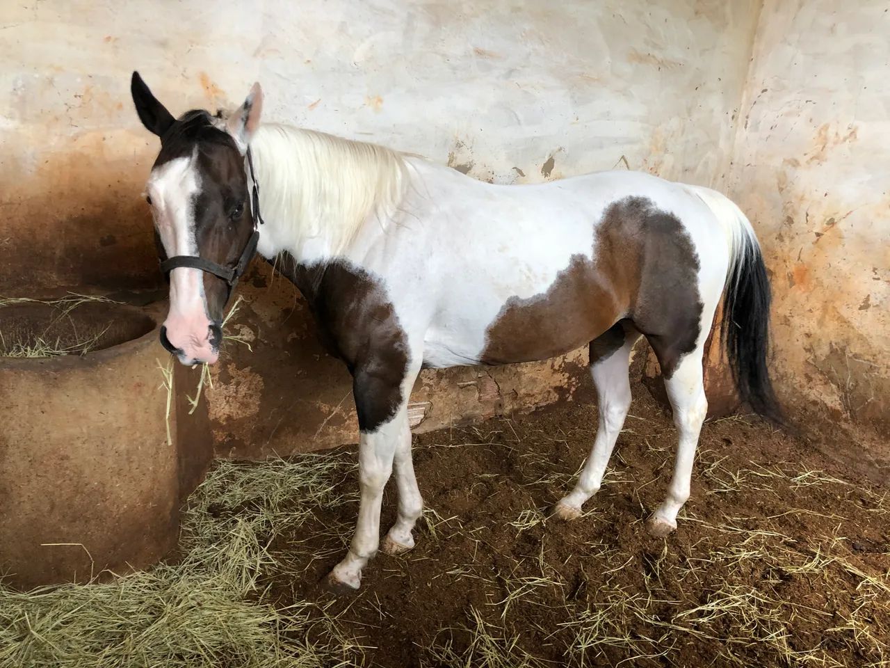 Égua Paint Horse - Foto 6