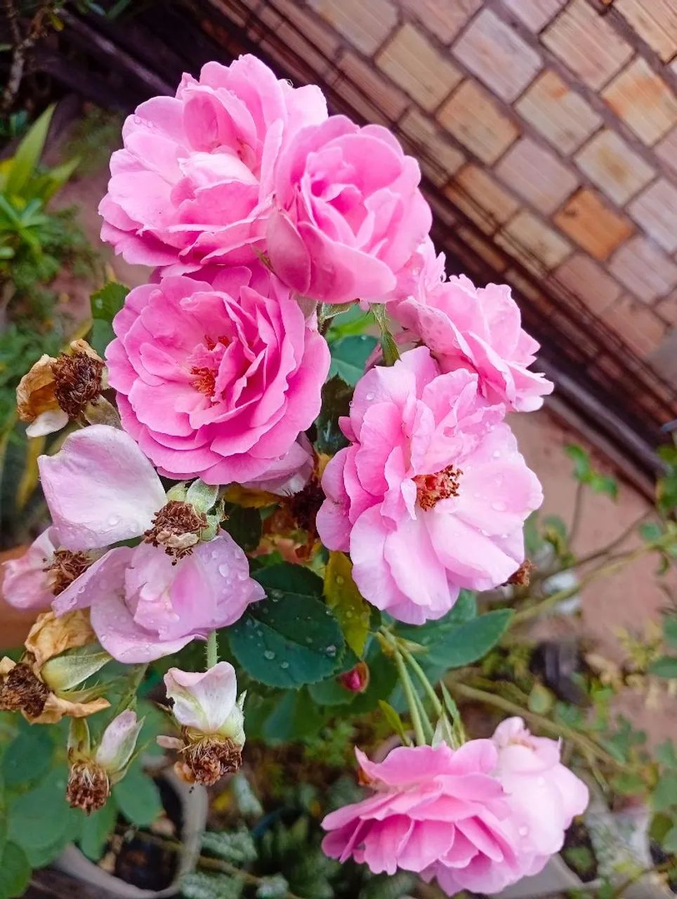 Roseira de cacho perfumada 