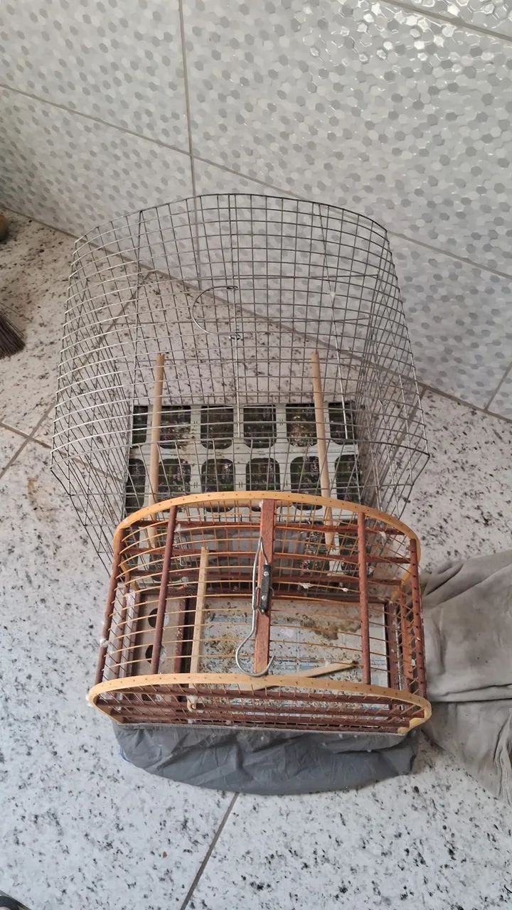 Gaiolas65578343082113122