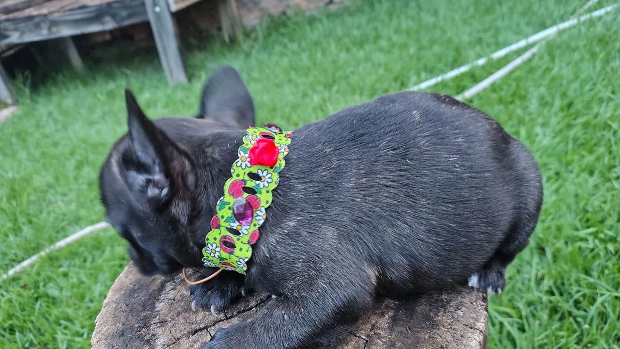 Belíssimos exemplar machinho - Foto 2