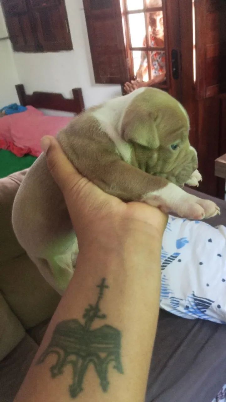 Pitbull  - Foto 2
