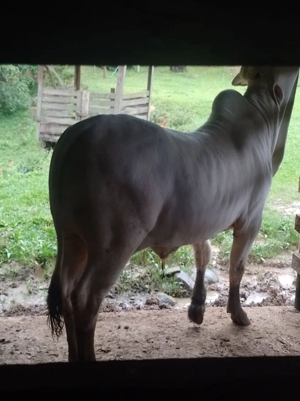 Vendo boi  - Foto 3
