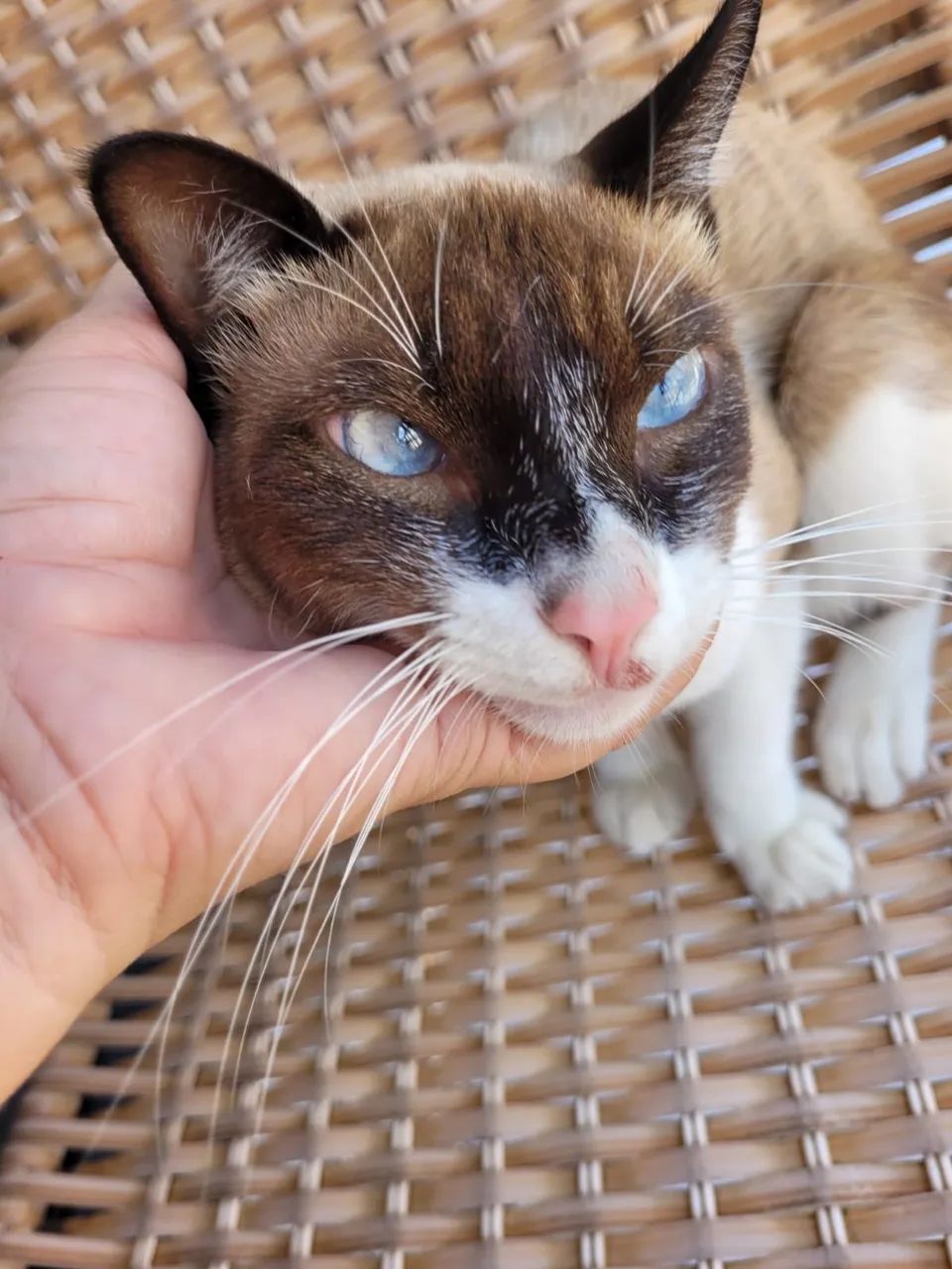 Gatinho muito carinhoso para adoção responsável 