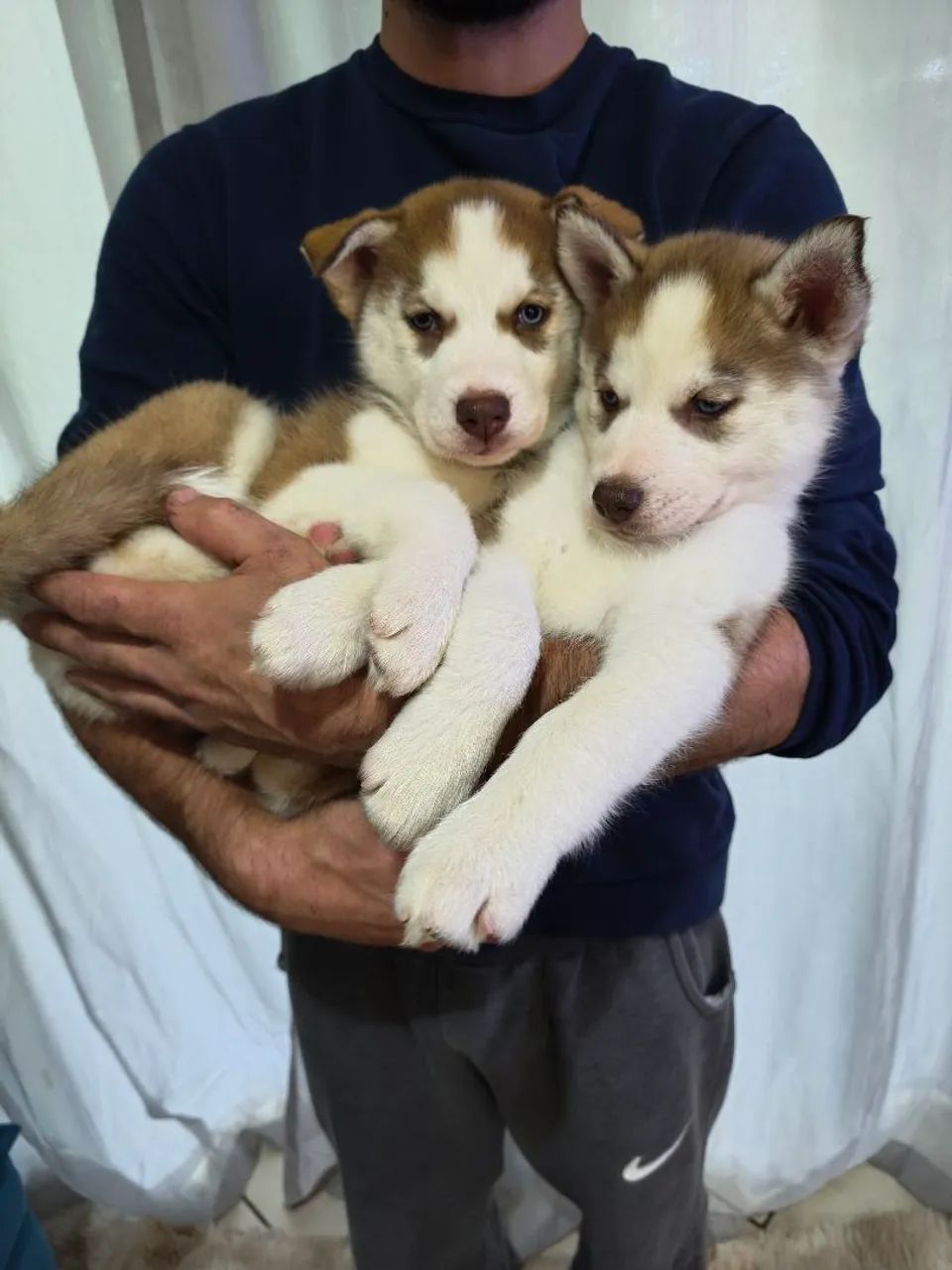 Husky Siberiano filhotes 