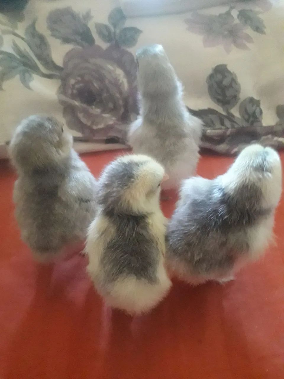 PINTINHOS DISPONÍVEL  - Foto 4
