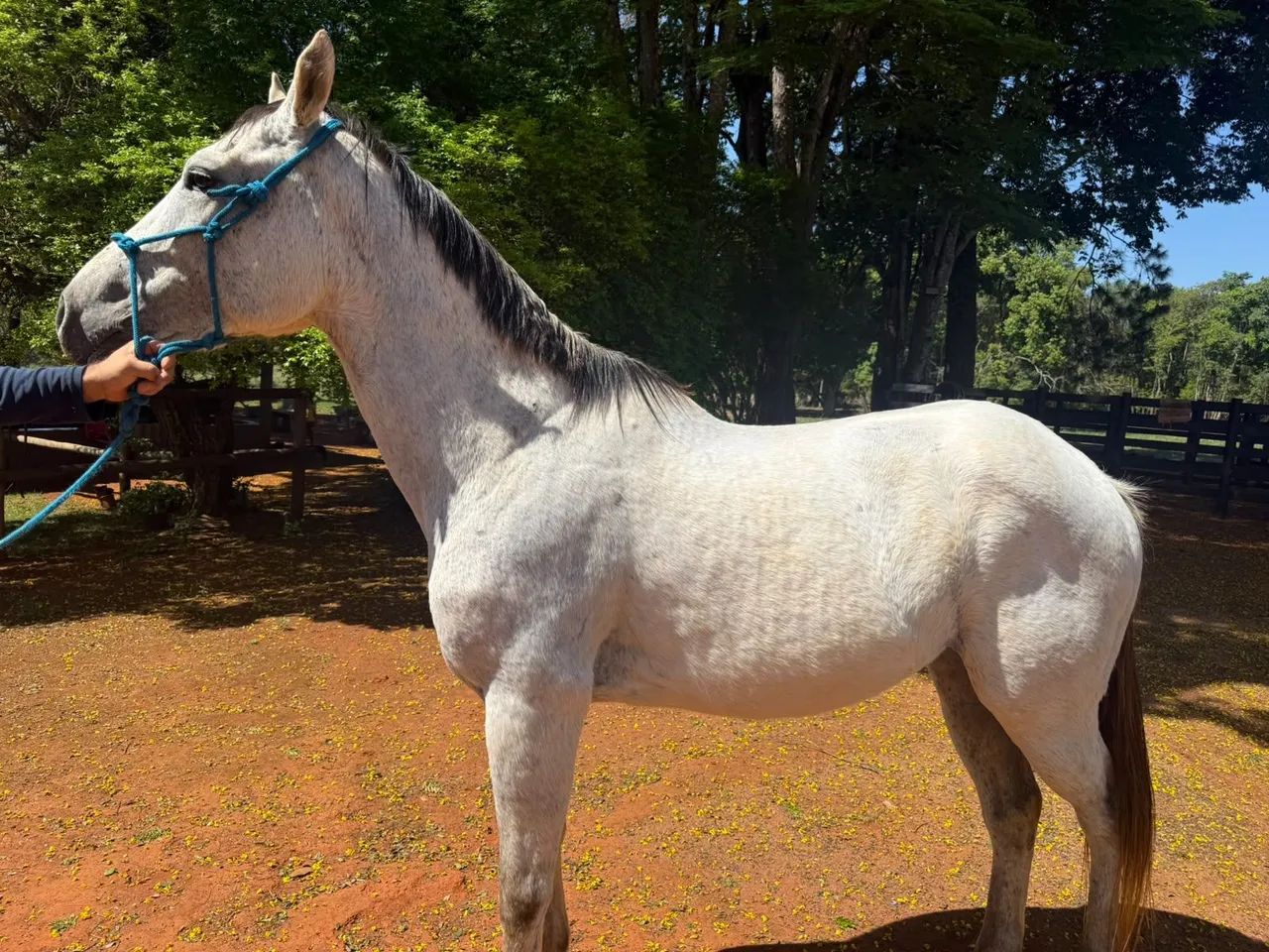 Cavalo Quarto de Milha 