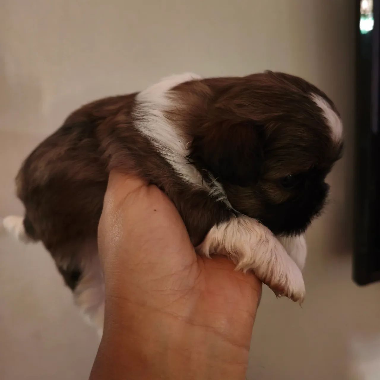 Cachorro - Foto 4