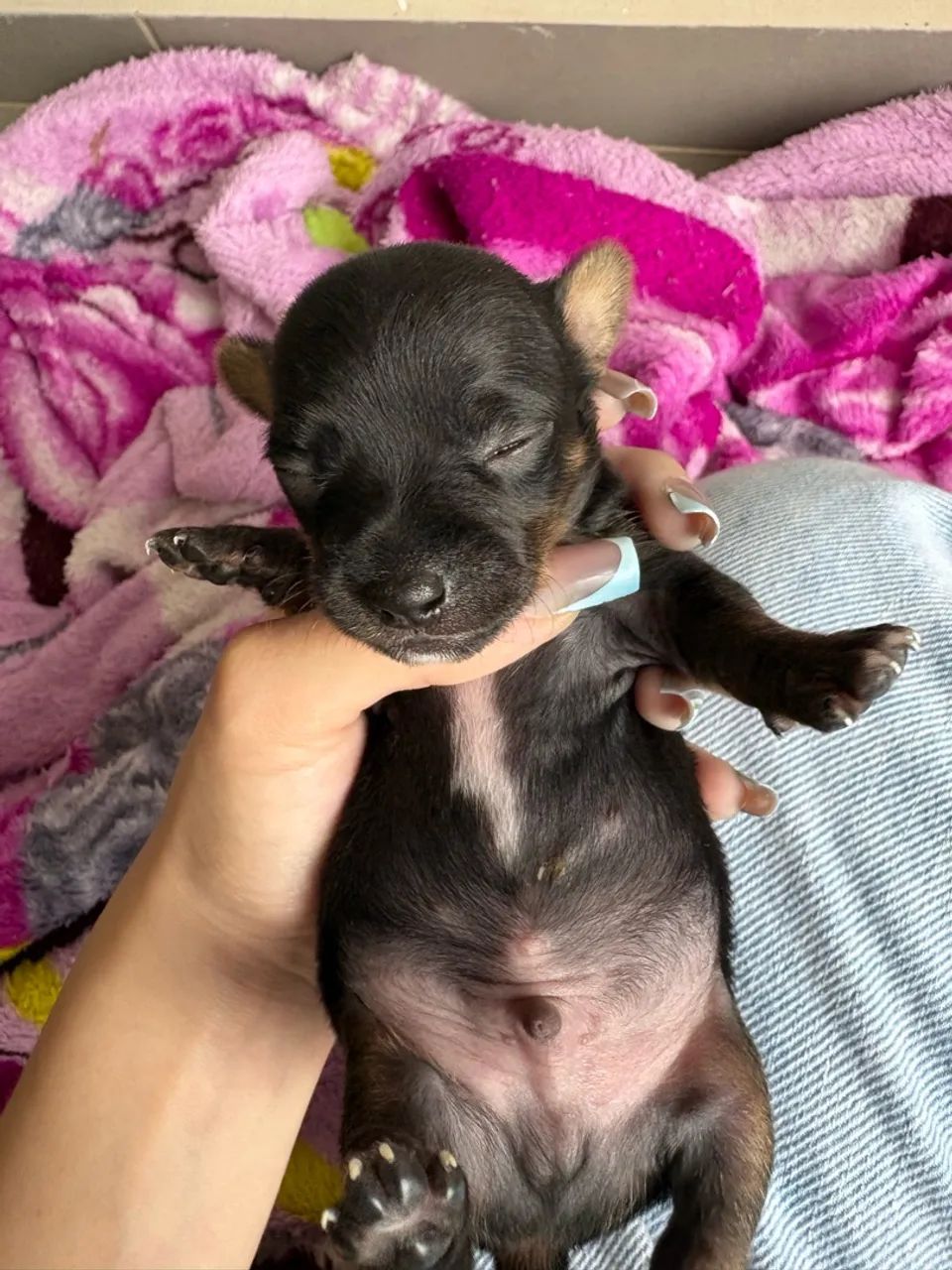 Dog