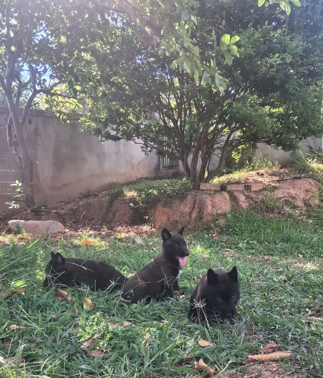 Pastor belga malinois  - Foto 5