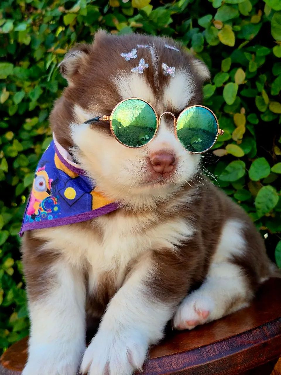Filhotes husky wooly - Foto 5