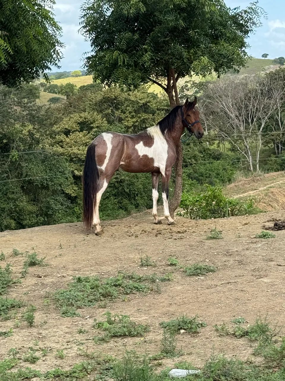 Potro Mangalarga 