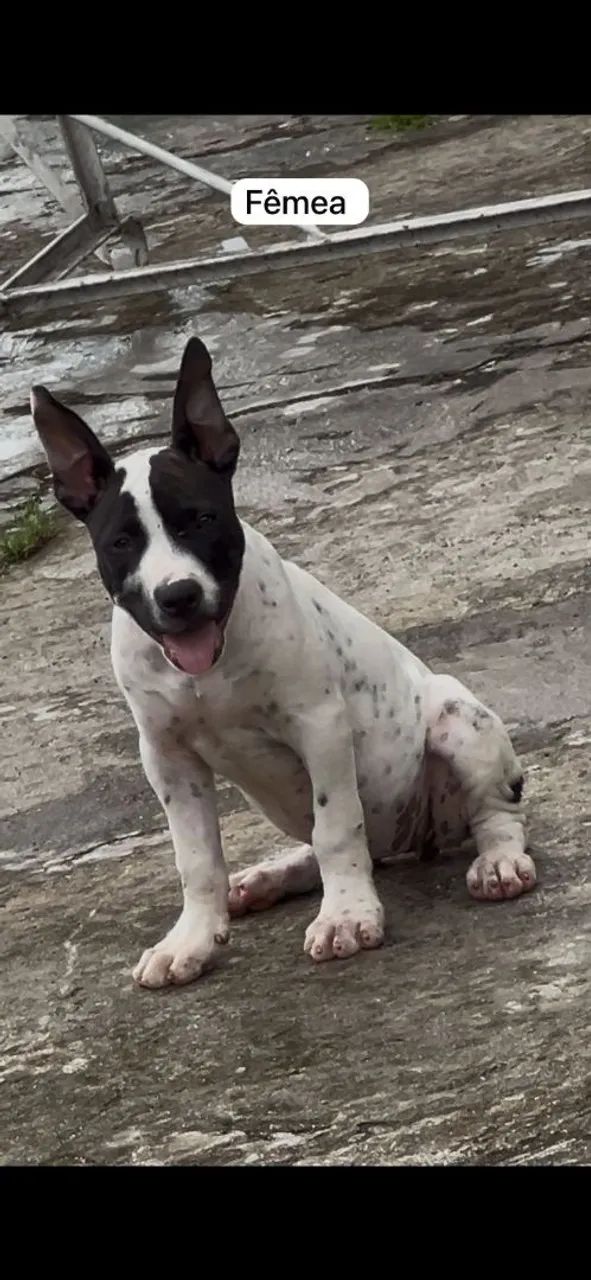 Filhotes de Pitbull - Foto 2