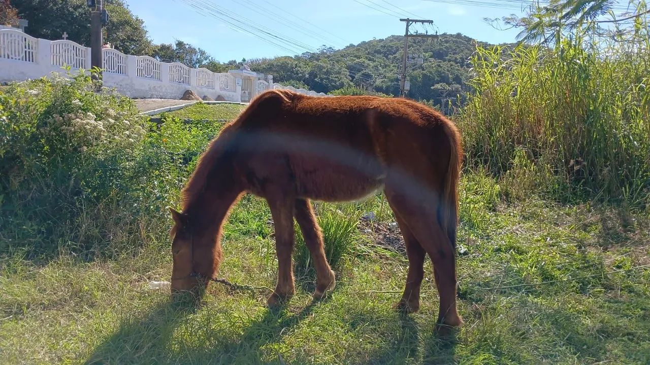 Vendo ou troco por outro