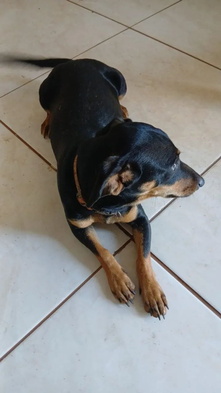 Doação de Cachorro - Foto 4
