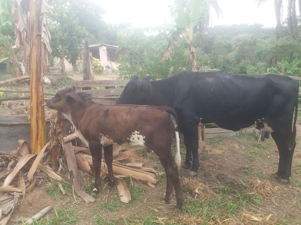 Agropecuária  - Foto 2